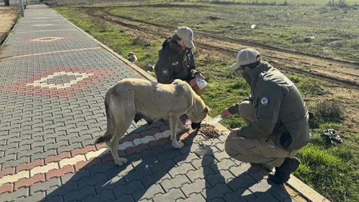 HAYDİ ekipleri sahipsiz hayvanları besledi