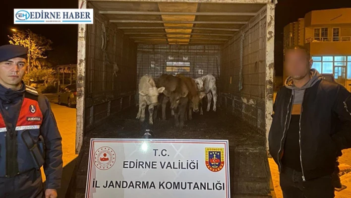 Hayvan hırsızları jandarma'dan kaçamadı