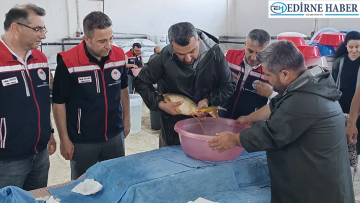 İpsala'da balıklandırma çalışmaları sürüyor