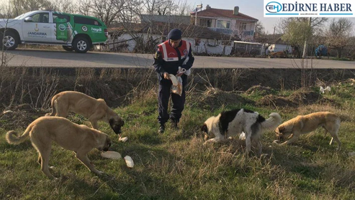 Jandarma ekipleri sahipsiz köpekleri besledi