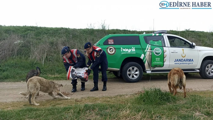 ​​​​​​​Jandarma ekipleri sokak hayvanlarını besledi