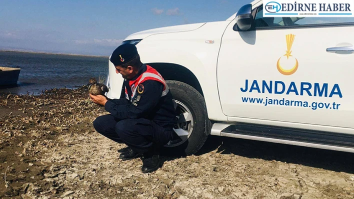 Jandarmanın bulduğu yaban ördeği tedavi altına alındı