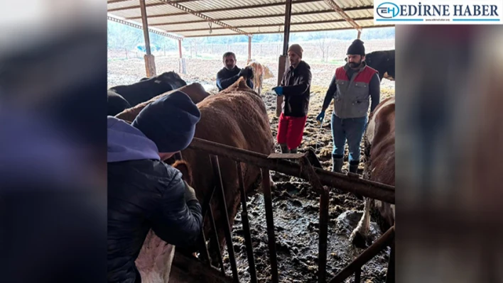 Keşan'da Hastalıktan Ari İşletme Çalışmaları Devam Ediyor