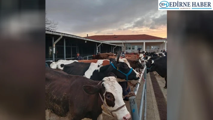 Keşan Ticaret Borsası Büyükbaş Hayvan Pazarını Kurdu