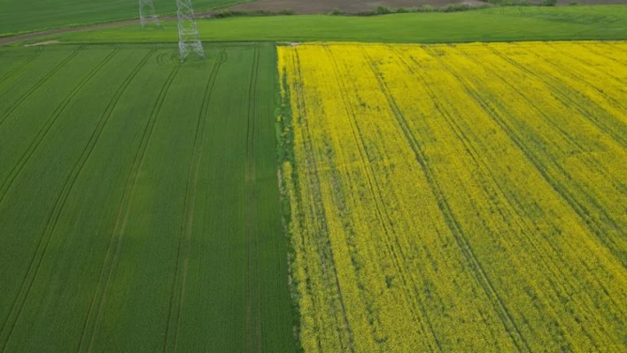 Kuraklığın ardından gelen yağış, kanolada umutları yeşertti