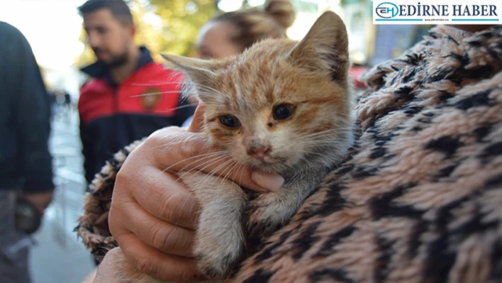 Mazgaldan düşen kedi yavrusu kurtarıldı