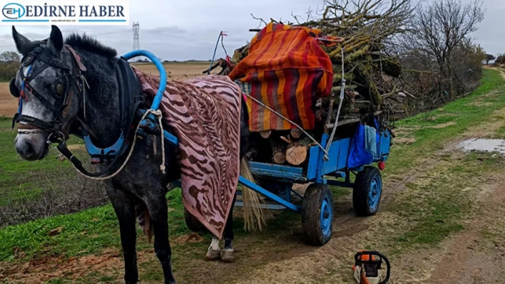 Merada izinsiz ağaç kesen 2 kişi gözaltına alındı