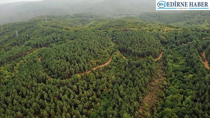 'Ormanlar atmosferdeki karbon emisyonunu azaltmada önemli rol oynuyor'