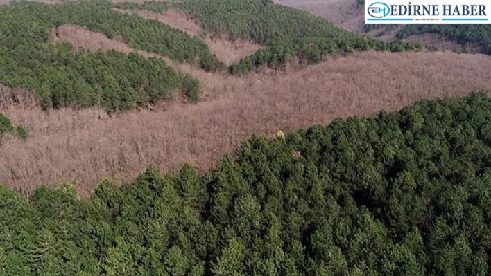 Ormanlar su rejimini düzenleyip yer altı suyu kalitesini zenginleştiriyor