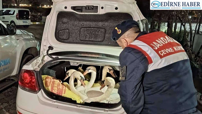 Otomobilin bagajında 6 yabani kuğu yakalandı