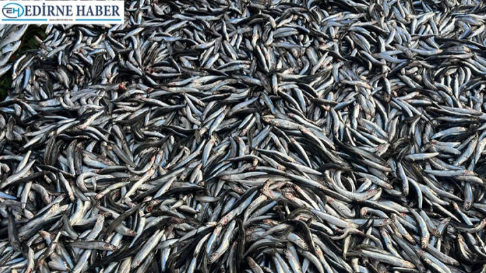 Palamut azaldı, hamsi tezgâhlara hakim oldu