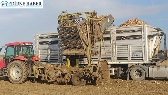 Pancar hasadı sürüyor