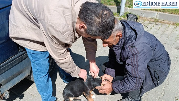 Sahipli hayvanlara çip ve kuduz aşısı uygulaması başladı