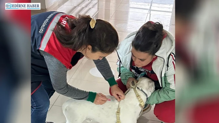 Sahipli hayvanlara çip ve kuduz aşısı uygulaması sürüyor