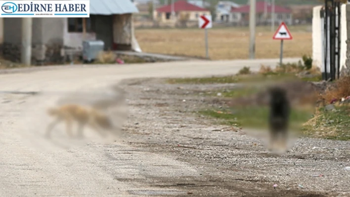 Sahipsiz köpeği sürüklediği iddia edilen belediye personeli gözaltına alındı