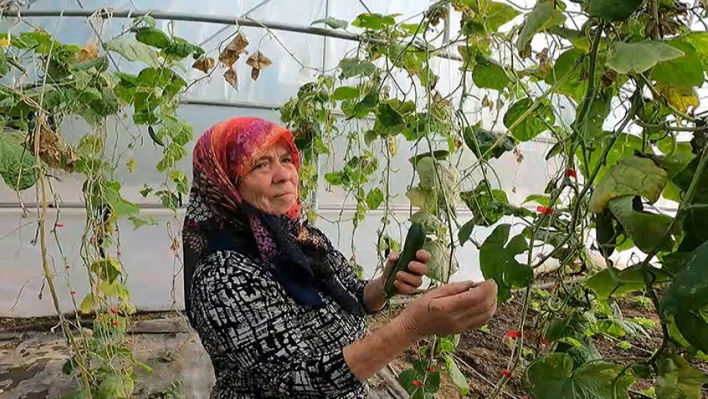 Şirin Teyze ikinci sera desteğiyle üretimi artırdı