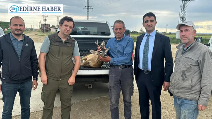 Su kanalına düşen karacayı çeltik işçileri kurtardı