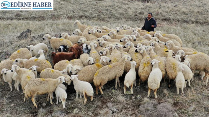 Süloğlu'ndan koyun-keçi yetiştiricilerine müjde