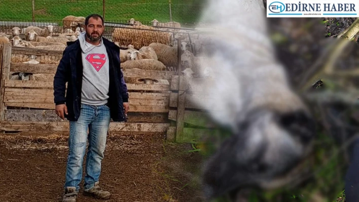 Sürüyü koruyan köpekleri öldürenlerin cezalandırılmasını istiyor