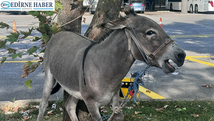 Taksicilerin sahiplendiği eşek 'Kadife' otogarın maskotu oldu