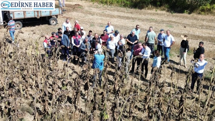 Tarımda stratejik hamle: yerli ayçiçeği tohumu Sakarya'da tanıtıldı