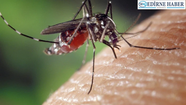 Trakya Chikungunya tehlikesiyle karşı karşıya!