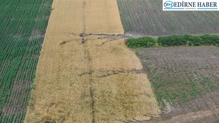 Trakya'da sağanak nedeniyle bazı bölgelerde arpa ve buğday hasadı yapılamıyor