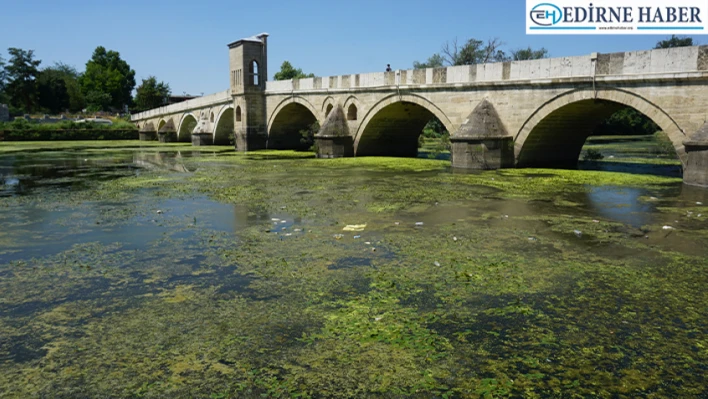 Tunca Nehri, çöp ve yosunlarla kaplandı