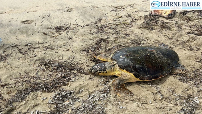 Yaralı bulunan caretta caretta tedaviye alındı