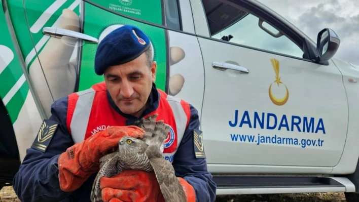 Yaralı şahine jandarma ekipleri sahip çıktı