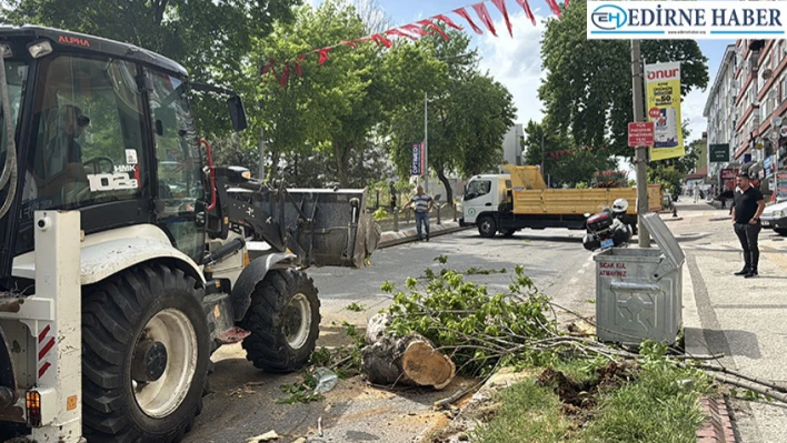 Yola devrilen ağaç trafikte aksamalara neden oldu
