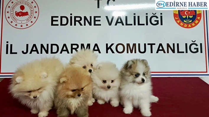 Yurt dışından getirilen 5 cins köpek ele geçirildi