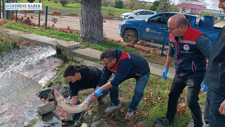 Nadide tür duyarlı balıkçı sayesinde koruma altına alındı