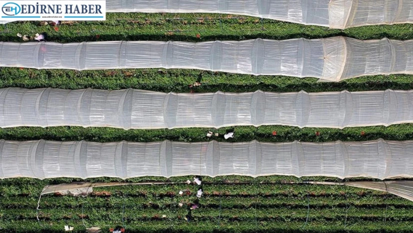 Bitkisel üretimde yeni dönem: 2025-2027 destekleri açıklandı