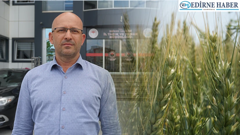 Bu yıl buğdayda iyi bir verim bekleniyor