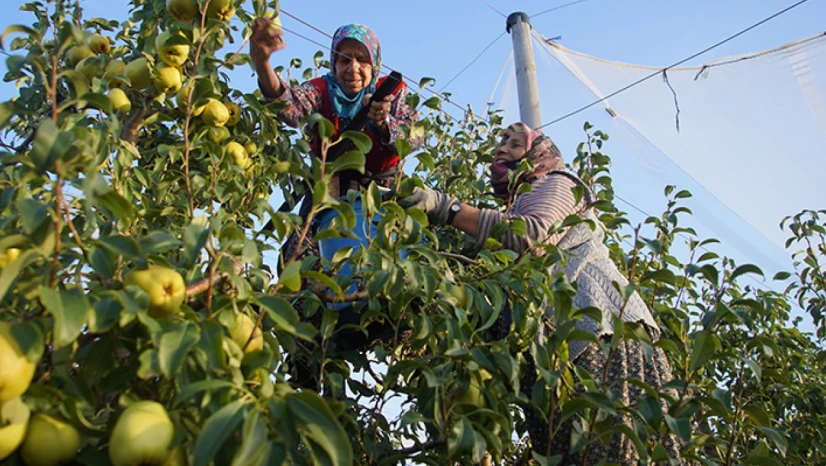 Devlet desteğiyle yaygınlaşan meyve bahçeleri, çiftçinin kazancını artırdı