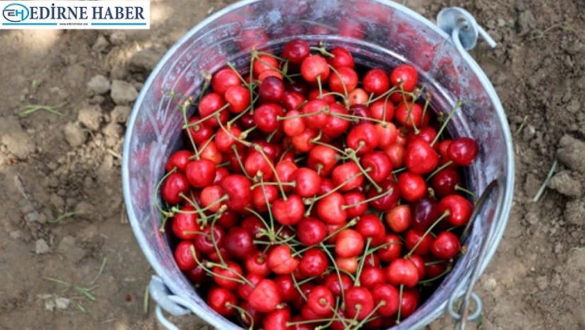 Edirne'nin gururu Çeribaşı Kirazı'na coğrafi işaret tescili