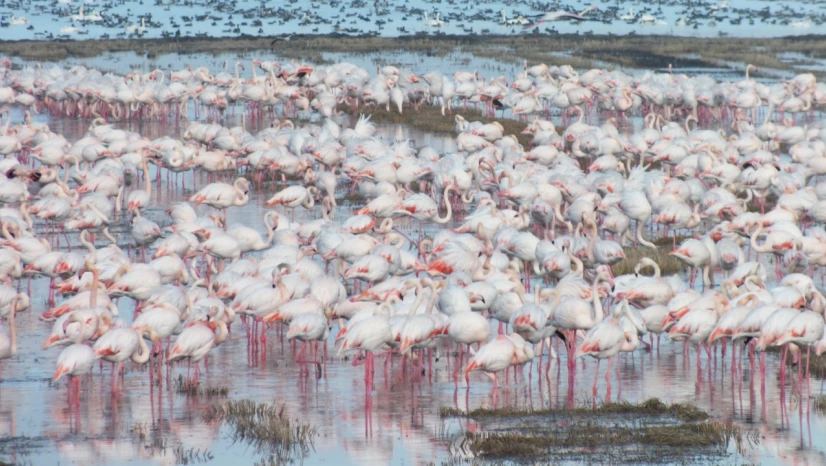 Göçmen kuşlar çeltik tarlalarında besleniyor