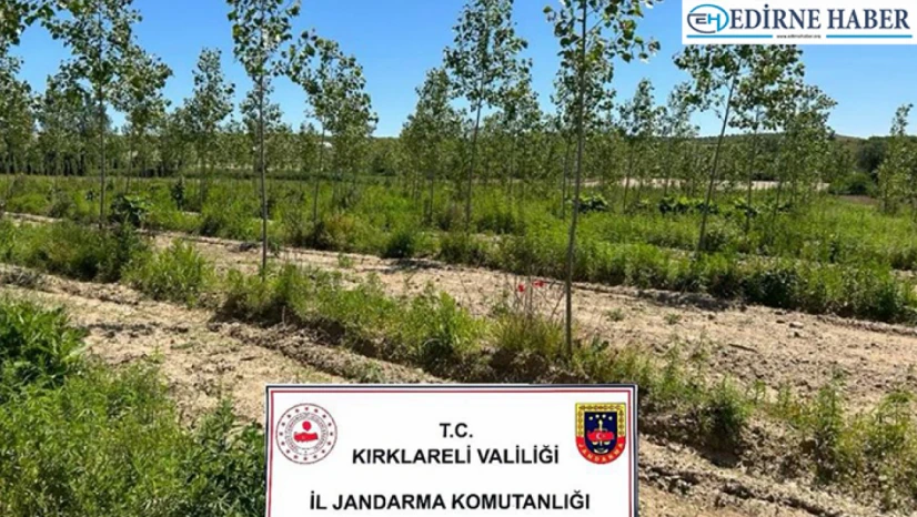 Kırklareli'nde 14 bin kök Hint keneviri ele geçirildi