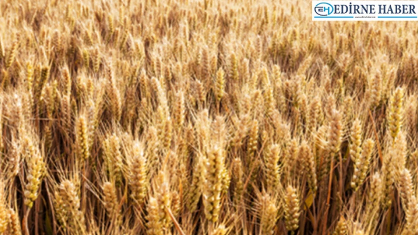 TMO, hububat alım bedellerini aktarmaya başladı