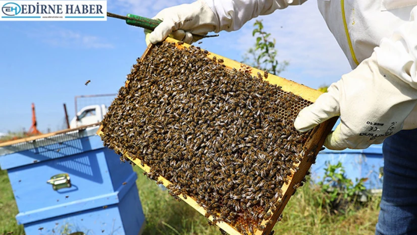 Trakya Karaçalı Balı coğrafi işaret yolunda