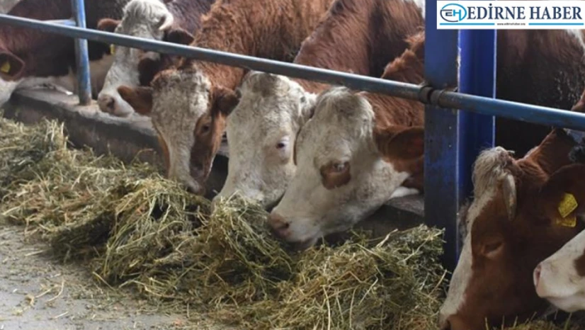 Türkiye'de tüm hayvan pazarları şap hastalığı nedeniyle kapatıldı
