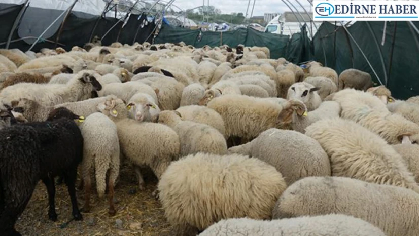 Yumaklı: 'Yetiştiricilerimizin emekleri bizim için çok önemli'