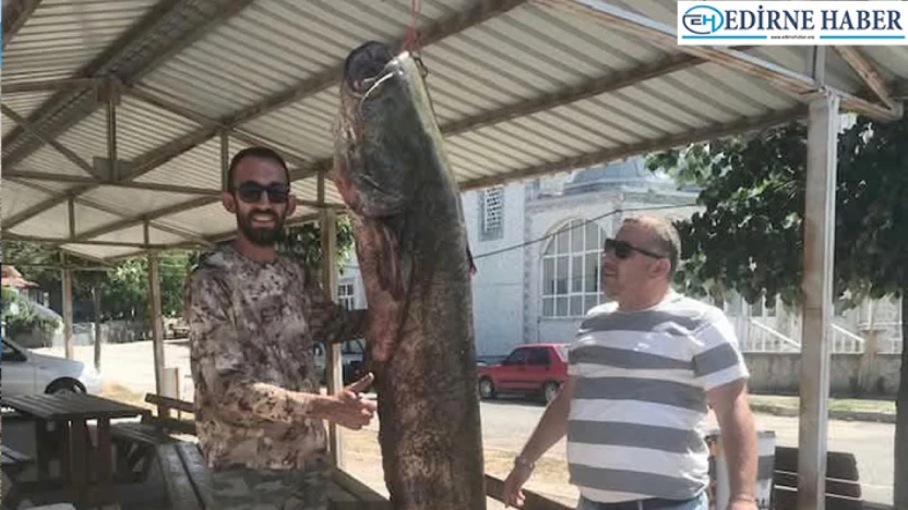 80 kilogramlık yayın balığı yakalandı
