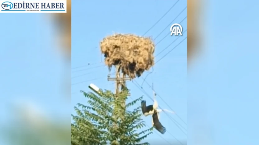 Ayağına ip dolandığı için yuvasında mahsur kalan leylek kurtarıldı