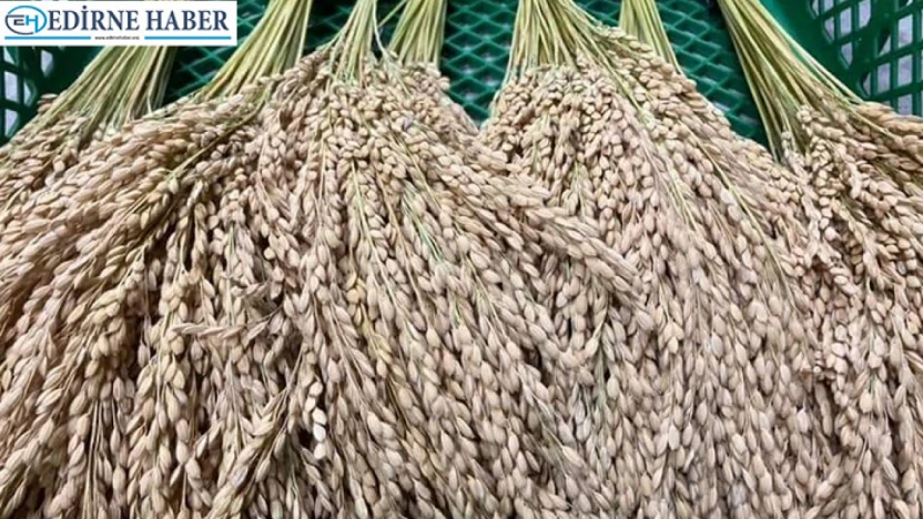 Çeltik saplarından yakıt üretilmesi planlanıyor