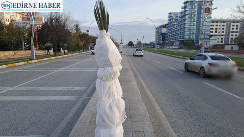 Edirne'de palmiyeler ayaz nöbetinde: 'Aman üşümesinler başkan!'