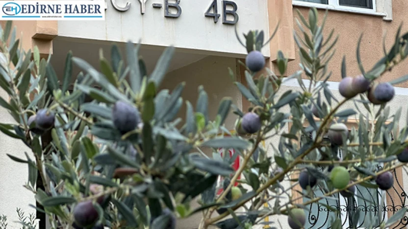 Edirne'de zeytin sürprizi