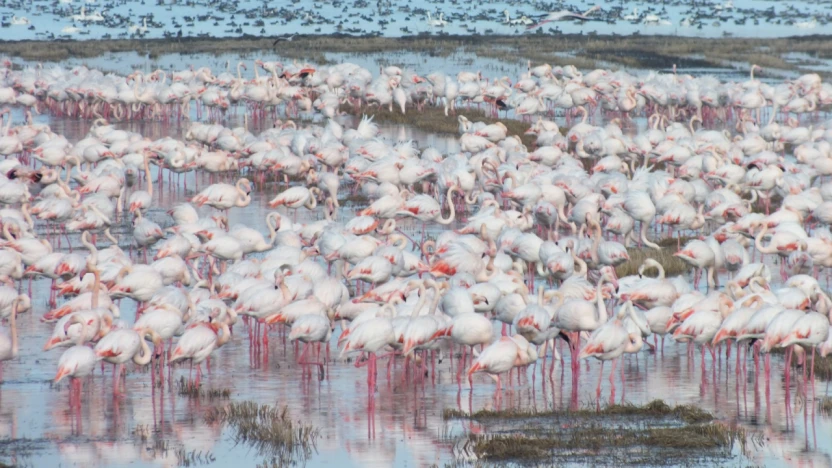 Göçmen kuşlar çeltik tarlalarında besleniyor