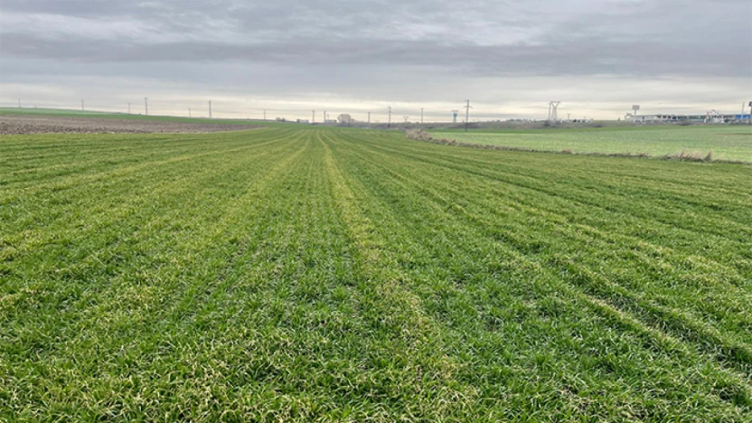 İklim değişikliği buğdayı etkiledi, uzmanlar sahada